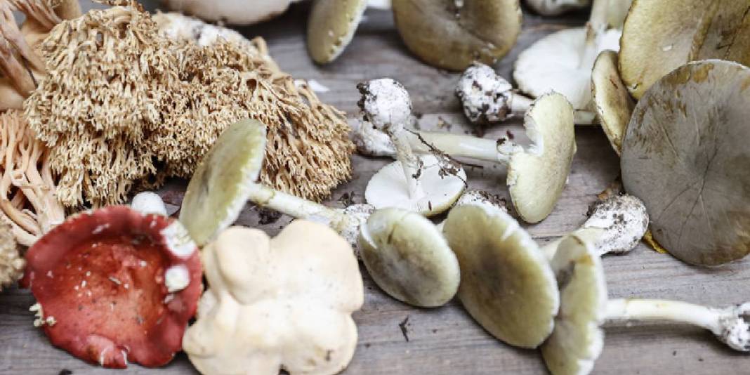 Mantar zehirlenmesinde kritik saat detayı! 6 saat sonra başlayan belirtilere dikkat: Geri dönüşü olmuyor! 3